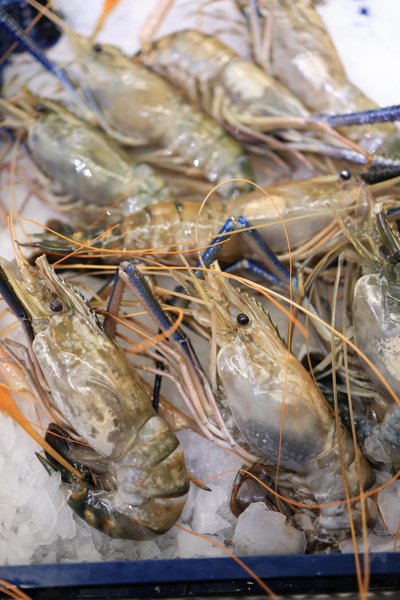 Freshwater prawn
