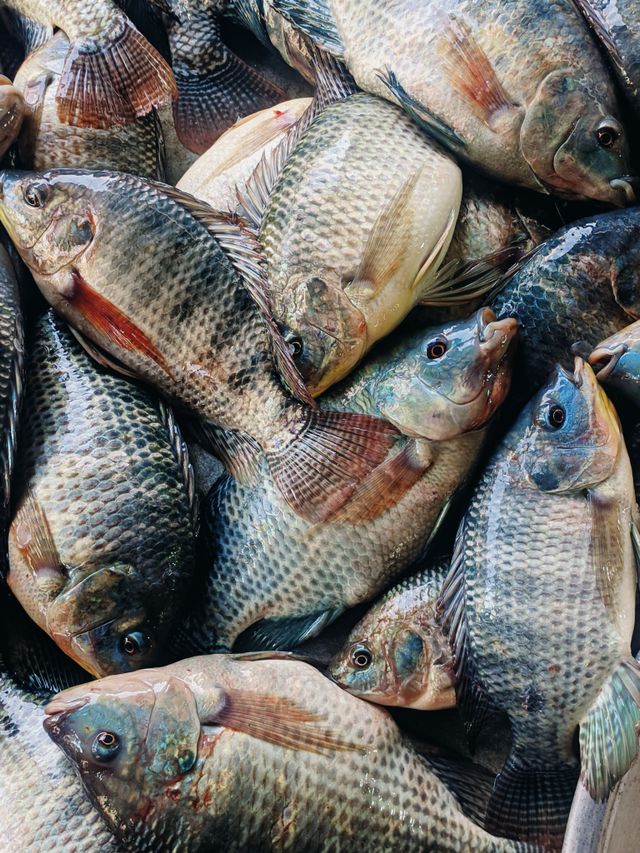 Tilapia